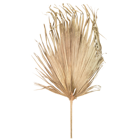 Folha de Palmeira seca 120x70cm